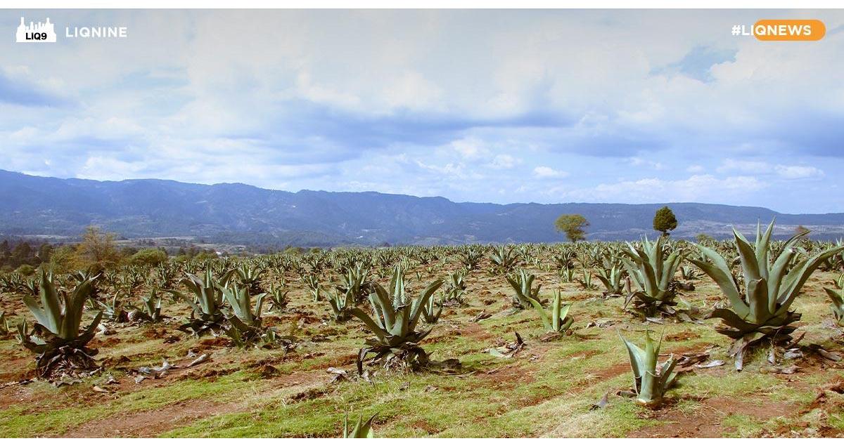 คดีความระหว่างกลุ่ม Tequila และ Heineken ได้ข้อยุติแล้ว